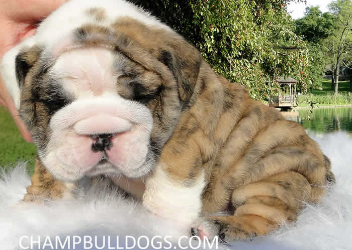 english bulldog puppies
